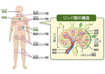 足のリンパマッサージのやり方 - 一般社団法人