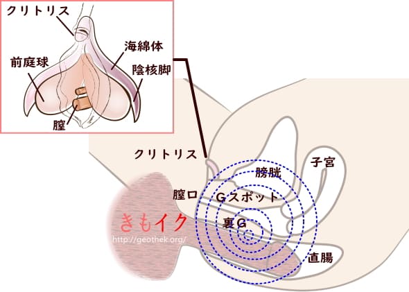 アナルセックスのやり方！準備と初めて開発 - 夜の保健室