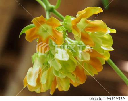 イエライシャンの黄色い花 学名・Telosma cordata