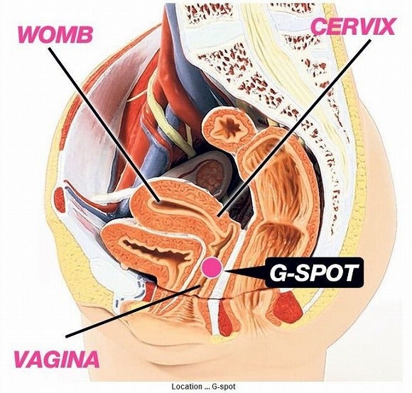 Gスポットはどこにある？ない人もいる？ 見つけ方・開発方法を紹介 | 医師監修