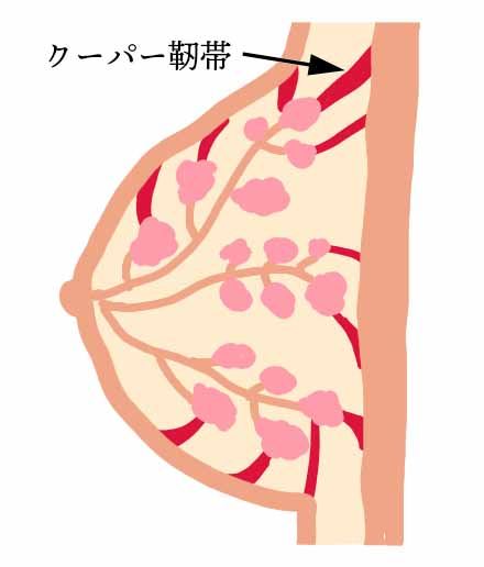 ナイトブラってすごい。5日間装着してみたらわかったこと4つ|正しい着用方法も - CanCam.jp（キャンキャン）