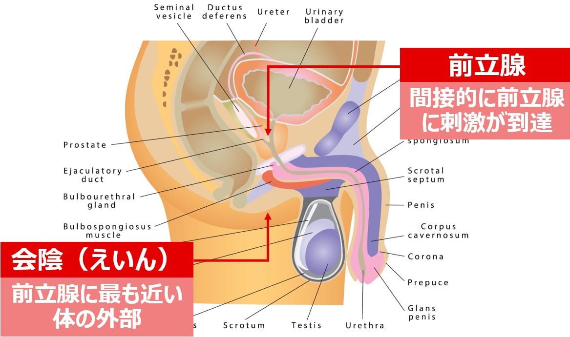 エネマグラとは？使い方とドライオーガズム - 夜の保健室