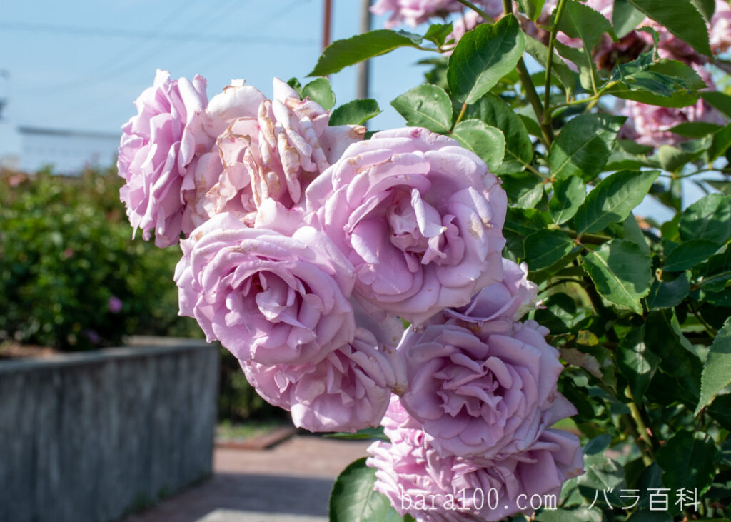 イエライシャン | 植物写真鑑