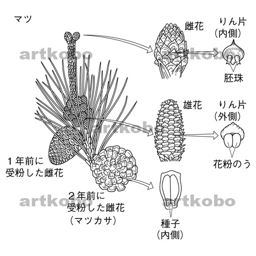 マツの花のつくり 雄花 りん片