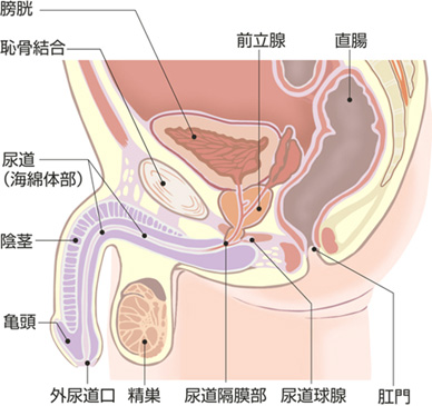 精子（精液）黄色や赤（血が混じる）・透明のとき考えられること｜新浦安メディカルクリニック泌尿器科・内科