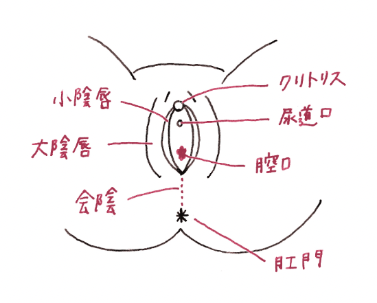 陰核 - Wikipedia