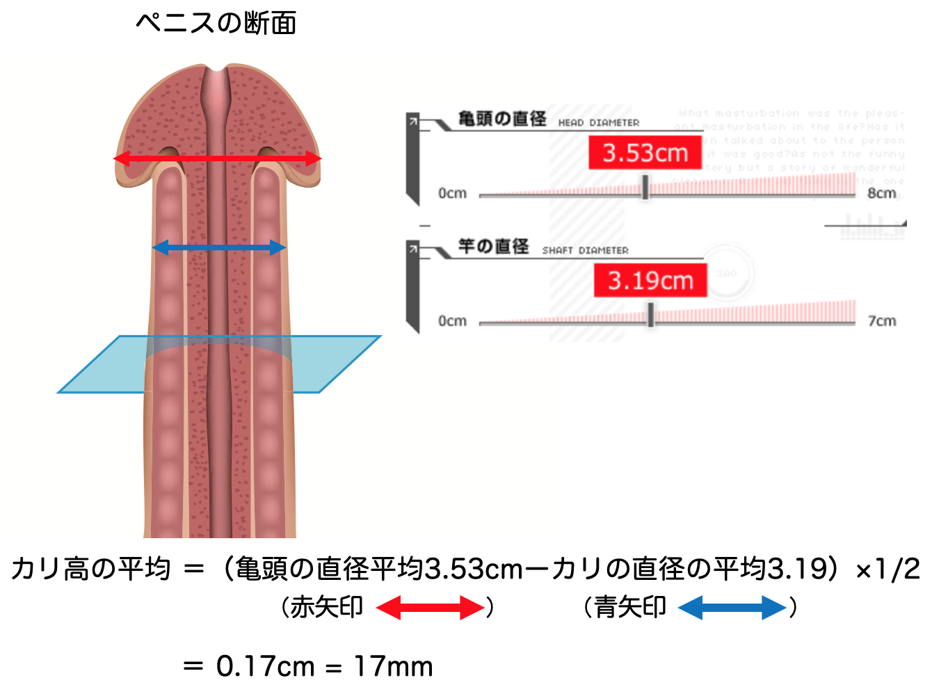 ペニスのサイズ（短小・巨根）について とある女性の意見 - TENGAヘルスケア