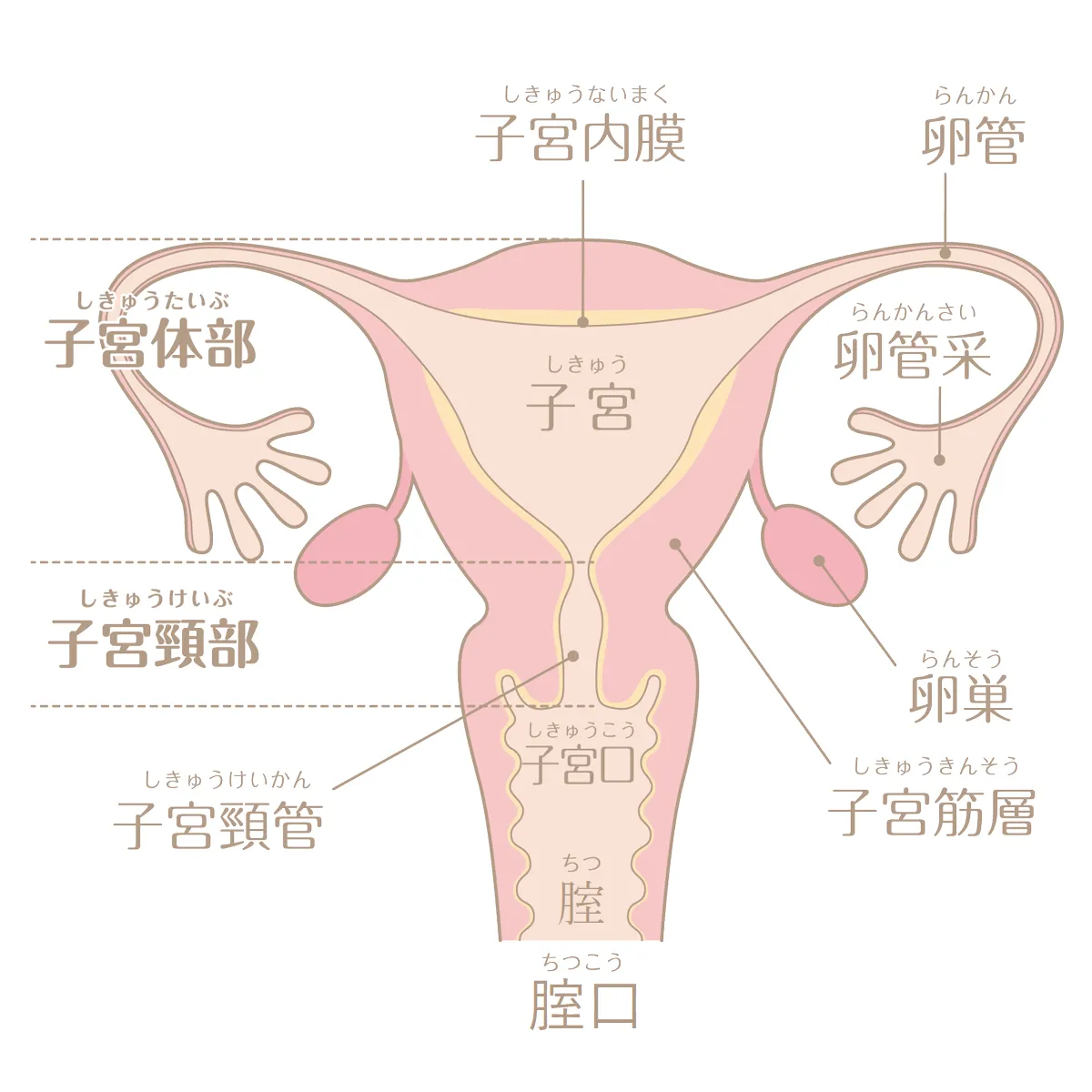 性感を高める「回春のツボ」｜神戸三宮エリアの回春性感風俗エステ