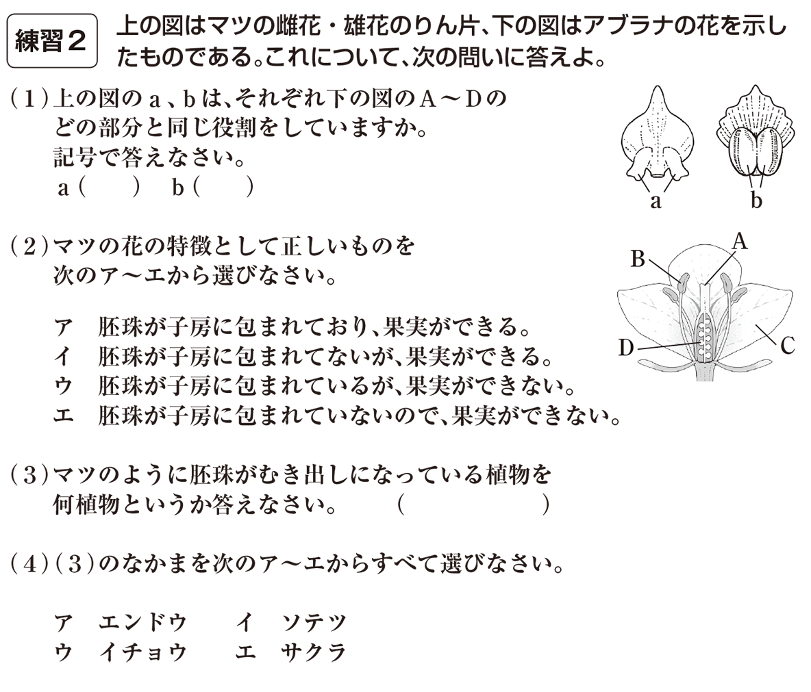 花のつくり（マツ）の図形 | Quizlet