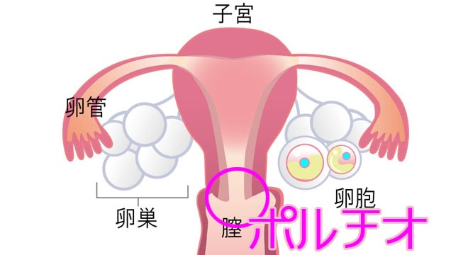 Gスポット・ポルチオ・クリトリスの場所と開発方法｜中イキ・外イキするコツ【女性の性感帯】 | オトナのための情報サイト  Intimate［インティメイト］