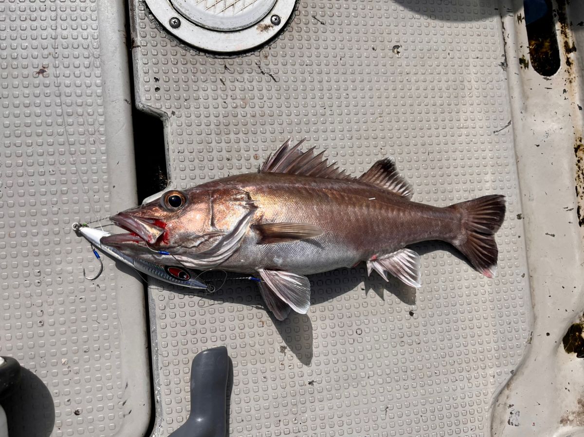 中深海の根魚五目釣りで50cm級頭に良型ウッカリカサゴが連発【三重・なぎさ丸】 | TSURINEWS