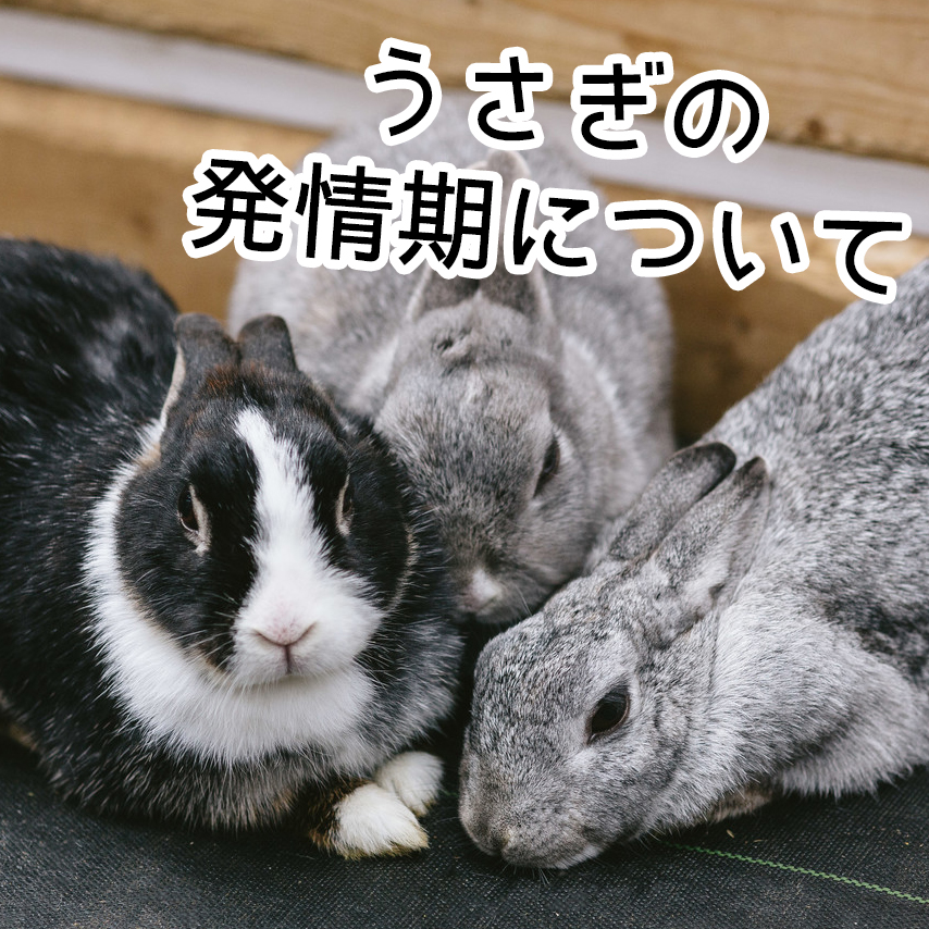 足にまとわりつくウサギ Rabbit is clinging to