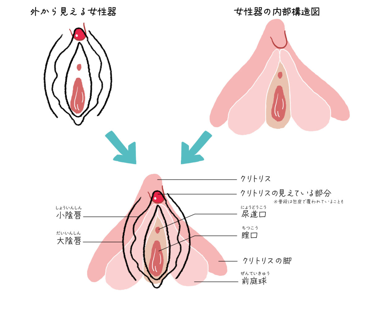 人体解剖模型・トルソーモデル｜人体模型