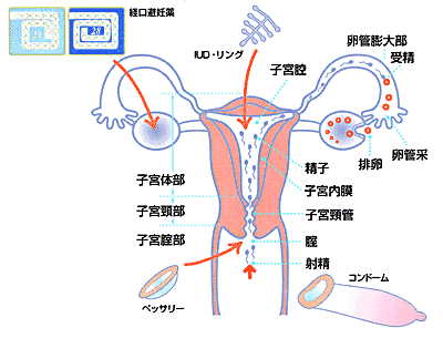 正しく使えてる？コンドームの使い方