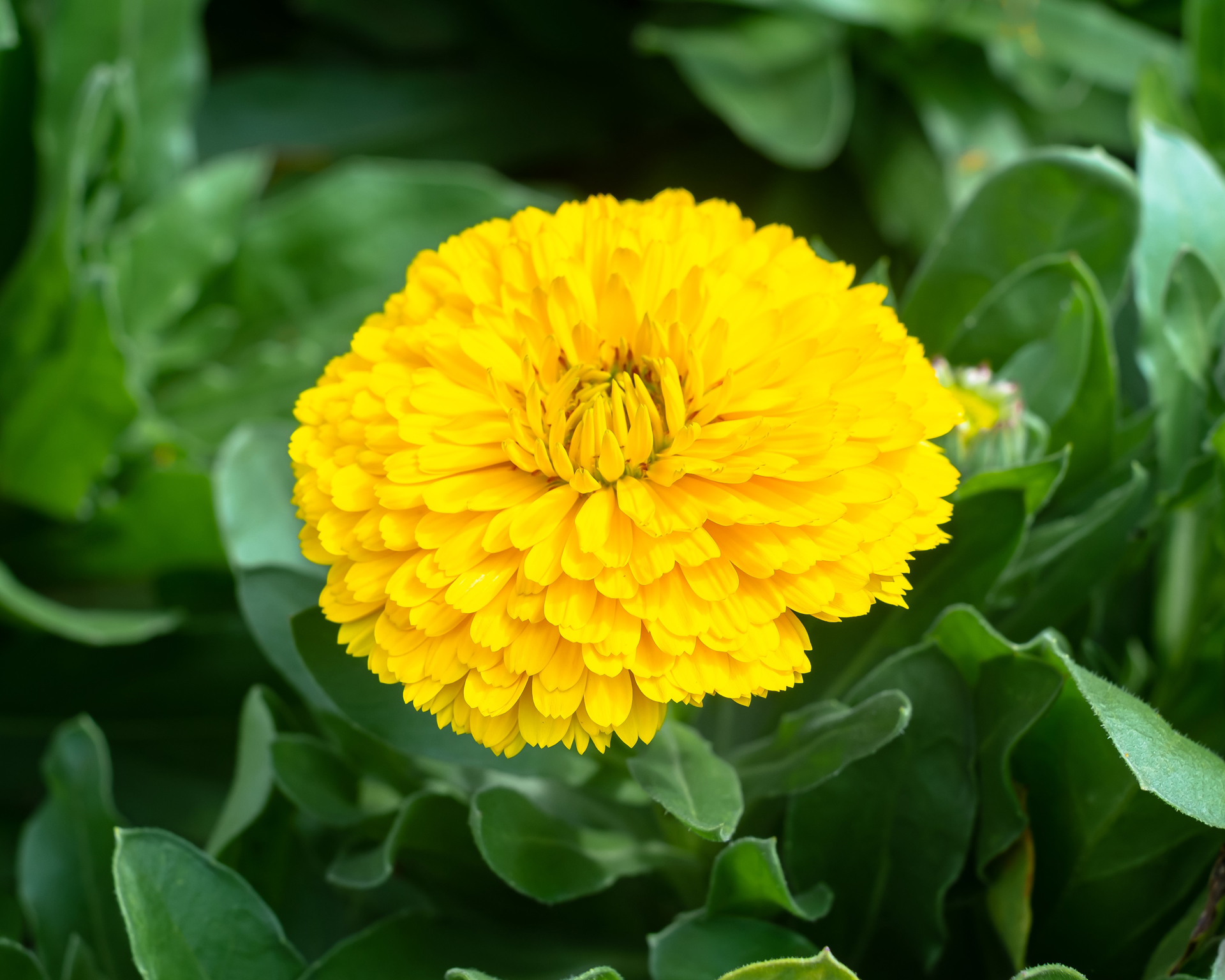 CALENDULA