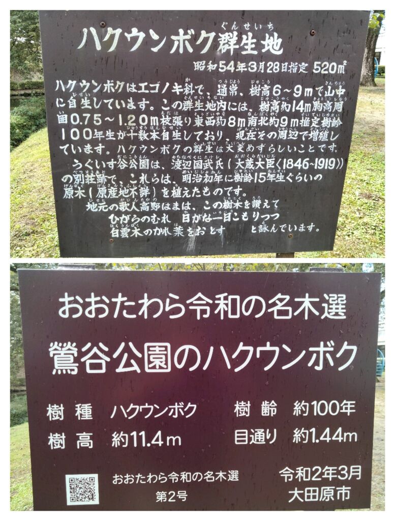 艶やかな花魁姿で魅了 熊本城坪井川園遊会が開かれる | TikTok