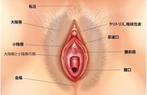 クリトリスの場所はどこ？女性○器の構造や役割をわかりやすく解説