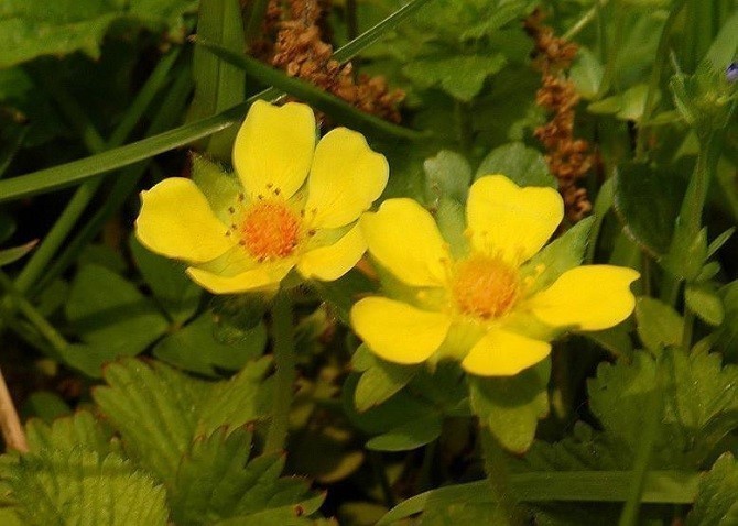 エゾヘビイチゴ | 花博記念公園鶴見緑地