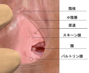 女性の潮吹きのやり方！コツと練習方法 - 夜の保健室