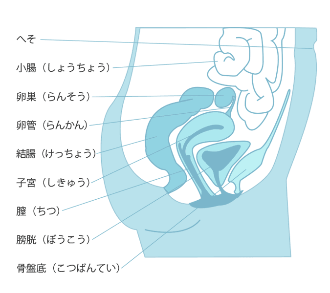 美少女解剖処刑詳報 : わたしの願望