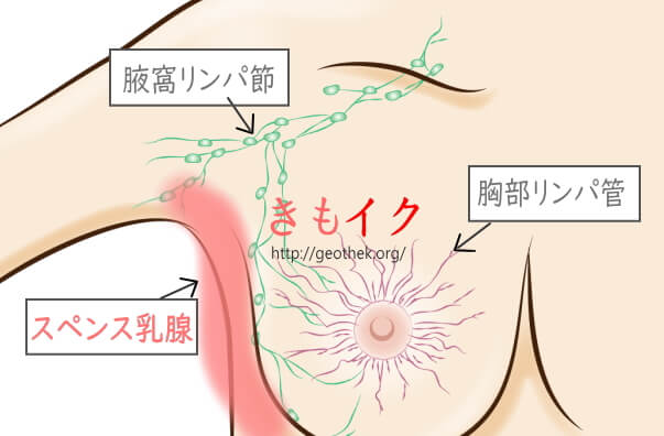 おっぱい・乳首だけでイク方法 – 瑞谷藻緯の大真面目に