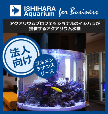 釣り餌トラップウナギドジョウトラップポータブル釣りポット軽量黒魚ネットケージザリガニのためのアウトドア用品ロブスター - AliExpress