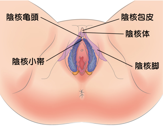 クリちんぽってなに？クリを吸引してクリちんぽ開発できるのか徹底検証｜風じゃマガジン