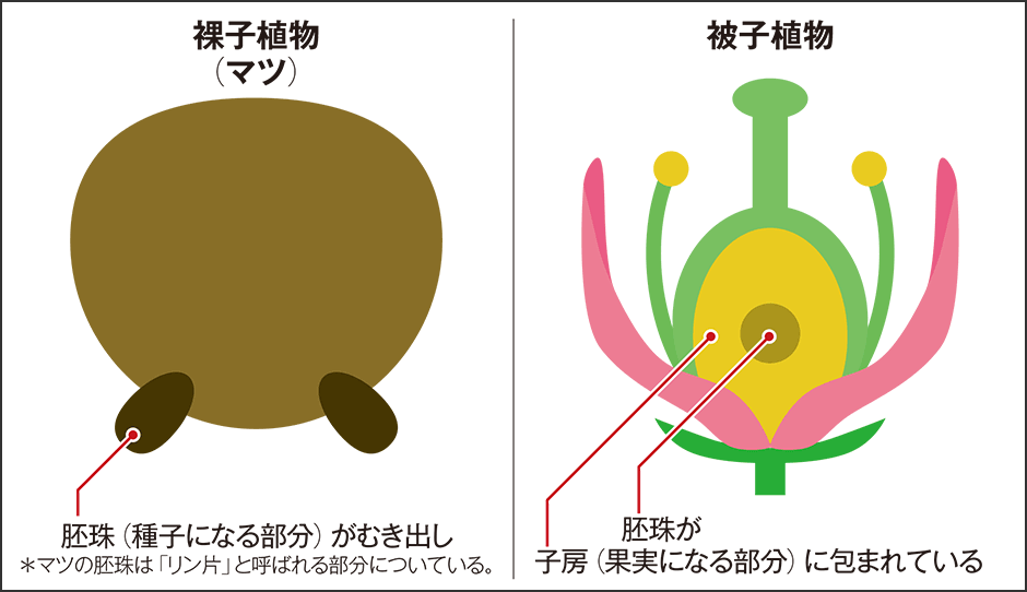 テストに出やすい！マツの花のつくりの5つの特徴 | tomo