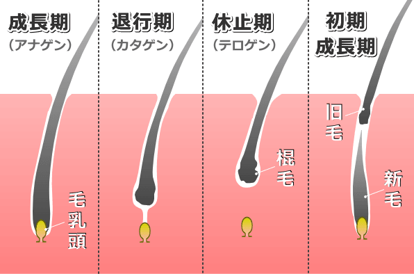 【閲覧注意】毛が濃い後輩のヒゲを全部抜いてみた