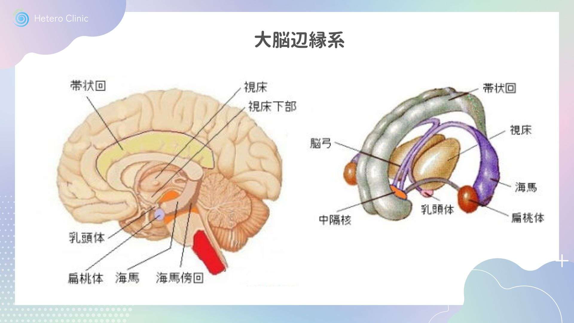 物忘れ」の改善に効果的なツボの位置 | ファイテン株式会社【phiten】