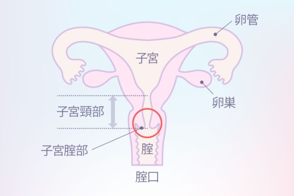 ポルチオとは？ 刺激で中イキするって本当？ 医師が教える正しい知識｜「マイナビウーマン」