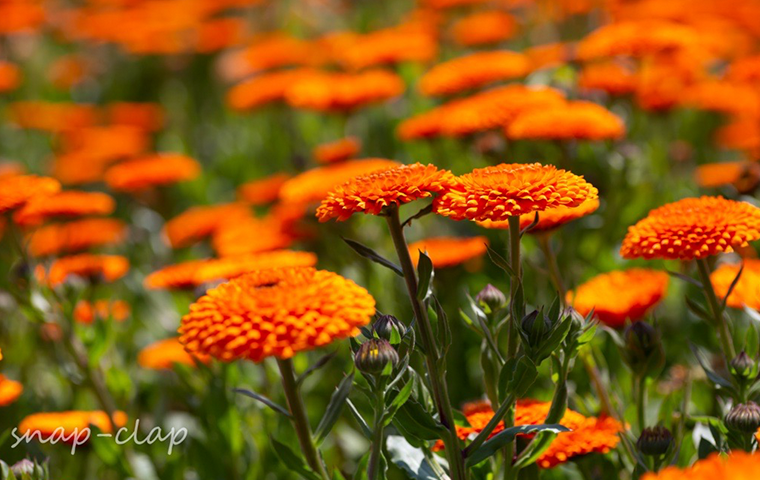 キンセンカ(カレンデュラ)の花言葉｜花が咲く季節や種類は？ - HORTI 〜ホルティ〜