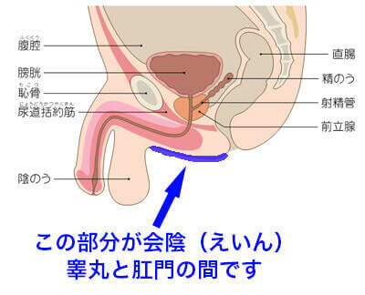 言葉責めされたい都内M男のためのM性感は池袋で探せ！｜池袋のＭ性感お役立ち情報