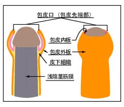 カリ｜大人のおもちゃ用語辞典