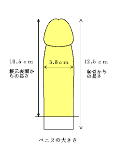 ペニスサイズの測定方法 – Hydromax