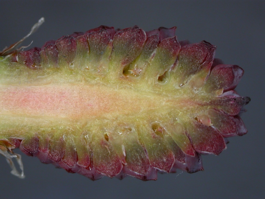 マツの尾花と雌花の観察（中学１年 生物） | 科学のネタ帳