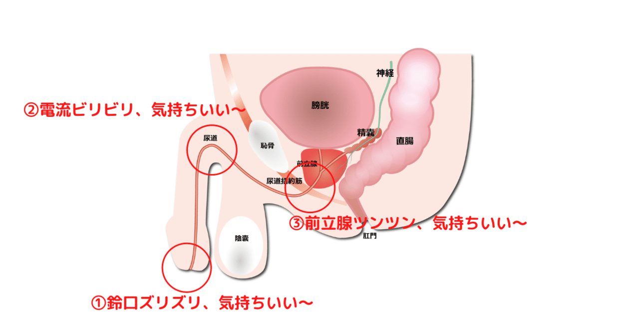 知ってるようで知らない、正しい『アナルセックス』ガイド