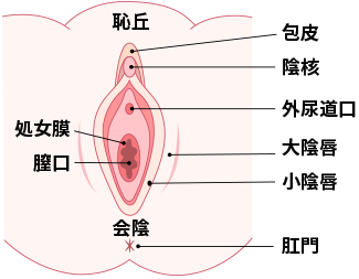 クリトリス包茎切除術 | KAZUKIプライベートクリニック【公式】｜美容外科・形成外科・皮膚科・婦人科