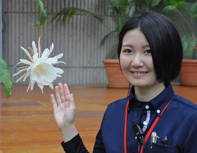 昼間も「月下美人」鑑賞可 咲くやこの花館が独自技術で開花調整 (THE