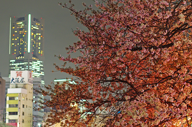 関内地区桜マップ 横浜市