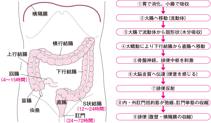 11月】Vtuberがナマでマゾのアナルを拡張してみた。vs.40cm怪物ディルド【S字結腸侵入不可避!?肛門全開(壊)生配信】アーカイブ  [ばいばいりせい!] | DLsite