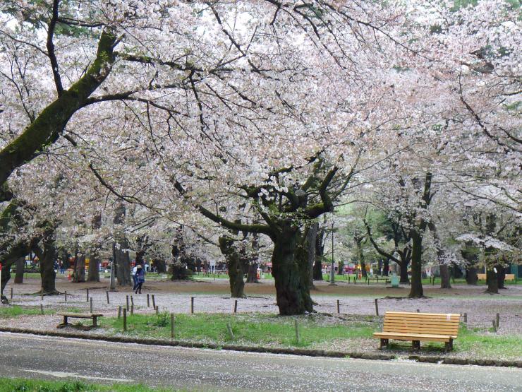 夏 大宮公園の表情 : さいたま日記