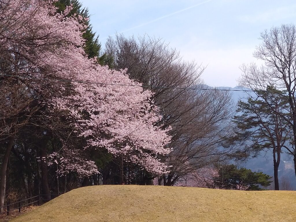 山のフォトギャラリー・灘丸山公園の桜