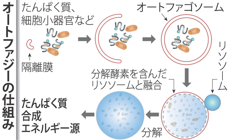 わかば内科クリニック | 福井市二の宮の呼吸器内科・内科