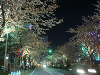 舞鶴公園の夜桜 Part-2 :