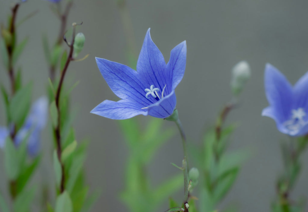 片思いの花言葉 | ミライ科 -