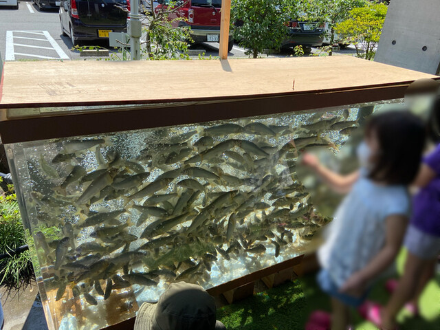 アユ塩焼き販売について】 令和4年5月3日～5日の3日間 群馬県上野村