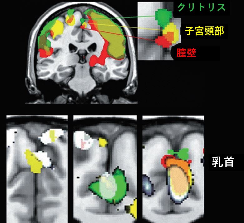 男だって乳首が感じる 6人の女たちが120分乳首を舐めまわし男は大量発射！ | XCITYでエロ動画を根こそぎ体験しよう！