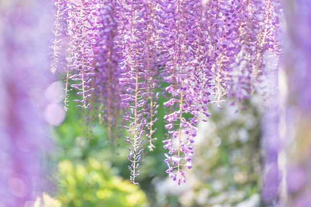 あしかがフラワーパーク】一年中楽しめる花と光の楽園！ - まっぷるウェブ