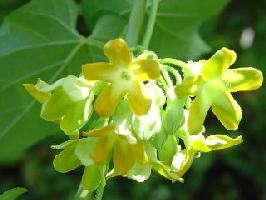 今年も夜来香の花が咲いてます/奥飛騨百姓座敷の宿 藤屋のブログ - 宿泊予約は＜じゃらん＞